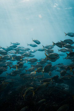 Shoal of fish underwater mediteranean sea 02