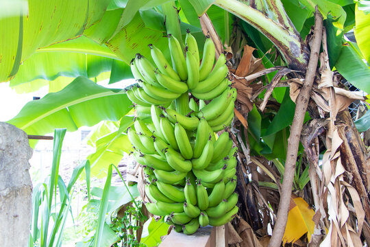 Banana (Musa acuminata). Fresh green banana old bunch about to ripen fruit for healthy bones. Old green banana tree growing up behind the house. It is popular to eat all over the world. 
