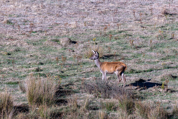 Naklejka na ściany i meble Cervus elaphus. Female of common or European deer in the meadow.