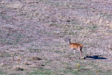 Naklejka na ściany i meble Cervus elaphus. Female of common or European deer moving through the meadow.