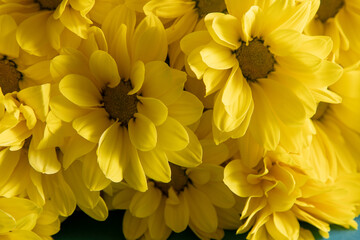 Yellow chrysanthemum flowers. Flower close-up. Floral flowers background.