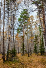 Autumn landscape with trees in the forest
