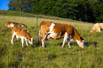 Obraz premium Kuh_mit_Kalb