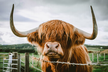Scottish Highland Cattle with barbed wire