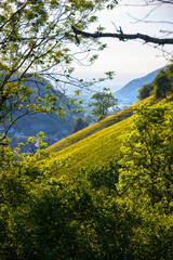 Münstertal_2710