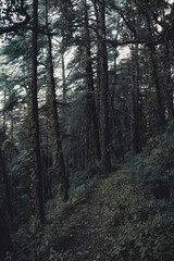 Fototapeta na wymiar Empty trek in the Forest - Himalayan Deodar Forest