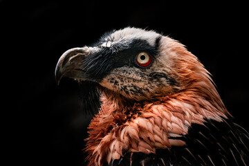 Bearded vulture (Gypaetus barbatus), with beautiful black coloured background. Bird of prey with orange feather sitting on the rock in the mountains. Wildlife scene from nature, Switzerland