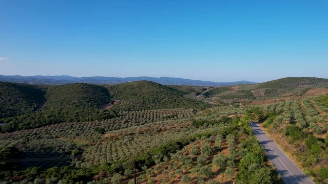 Aerial drone view of olive trees for the production of olive oil near Halkidiki, Greece. Olive tree field seen from above with a road.