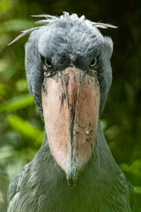 Shoebill (Balaeniceps rex), with a beautiful dark green coloured background. A colourful waterbird with a large beak sitting in the dark in the water. Wildlife scene from nature, Ethiopia