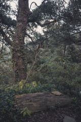 path in the woods - resting area in the trek - old wooden log in the forest