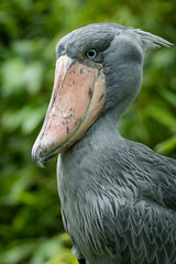 Shoebill (Balaeniceps rex), with a beautiful dark green coloured background. A colourful waterbird with a large beak sitting in the dark in the water. Wildlife scene from nature, Ethiopia