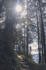 Sun shining through the trees - deodar tree forest trail