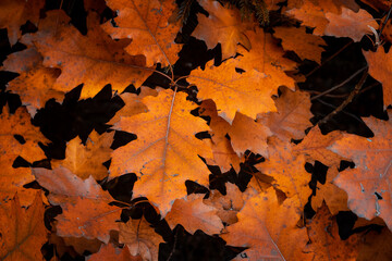 Closeup nature view of orange, red and yellow leaves, tree and twigs background. Flat lay, dark nature concept, red oak leaf, group background, colourful autumn forest, october, colorful leaves