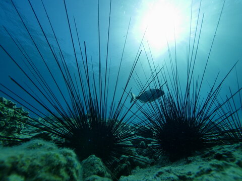 long spine sea urchin with a fish underwater sun beams and rays