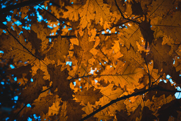 Closeup nature view of orange, red and yellow leaves, tree and twigs background. Flat lay, dark nature concept, red oak leaf, group background, colourful autumn forest, october, colorful leaves