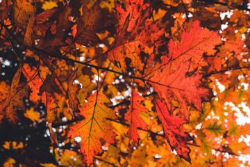 Closeup nature view of orange, red and yellow leaves, tree and twigs background. Flat lay, dark nature concept, red oak leaf, group background, colourful autumn forest, october, colorful leaves