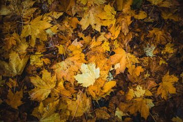 Closeup nature view of orange and yellow maple leaves, tree and twigs background. Flat lay, dark nature concept, maple leaf, group background, colourful autumn forest, october, colorful leaves