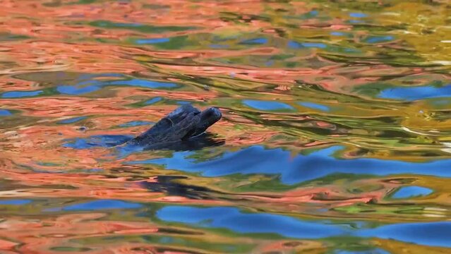 Autumn colors magnified in the ripples on the waters of Sky Lake in Upstate NY.  Wind and waves show off the brilliant colors of trees on the far bank of the Lake.  Log in water with small waves.