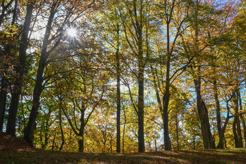 Pathway (rural road, alley) in the forest.Colorful trees with green, yellow, orange, golden leaves. Sunbeams through the branches. Autumn season in October, environment