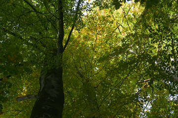 Fototapeta premium View up a tree.Colorful trees with green, yellow, orange, golden leaves. Autumn season in October, environment