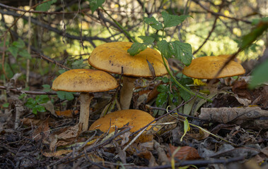 Gelbe Pilze im Herbst