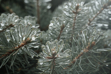 Naklejka na ściany i meble spruce branches with ice needles. beautiful fir tree in winter. sleet.