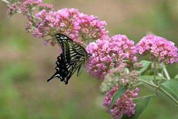 アゲハ蝶とブッドレア