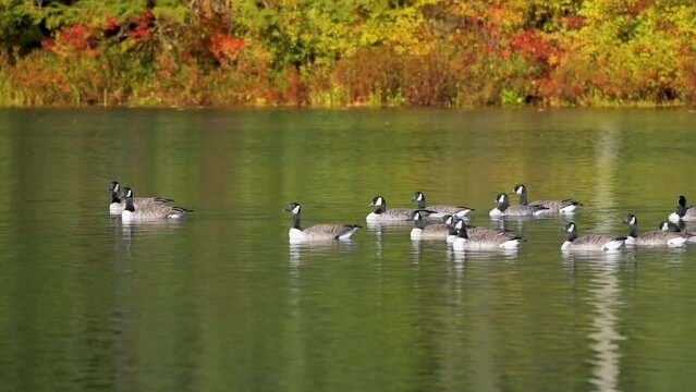 A small flock of Canada Geese effortlessly swimming at Sky Lake in Windsor in Upstate NY.  The geese make moving on the water so graceful this beautiful Autumn afternoon.  Color fall background.