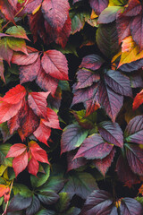 Closeup nature view of orange, red and yellow leaves, tree and twigs background. Flat lay, dark nature concept, leaf, group background, colourful autumn forest, october, colorful leaves