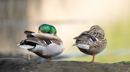 Sleeping Pair of Ducks In Berlin Germany