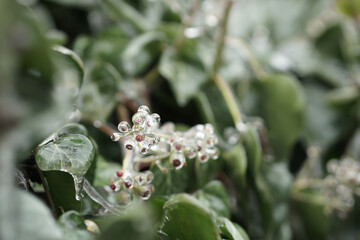 green leaves and ivy berries crusted with ice. winter in detail. beautiful winter background. winter in detail. beautiful winter background.