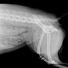 X-ray film of pelvis dog lateral view- veterinary medicine and Veterinary anatomy concept- black...