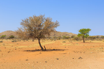 Fototapeta na wymiar African savannah during a hot day. Namibia.