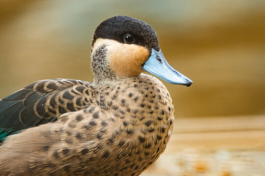 Silver Teal (Spatula Versicolor) , With A Beautiful Yellow Coloured Background. Male Of Brown Duck With A Blue Bill Near The River In The Morning Sun. Wildlife Scene From Nature, Brazil