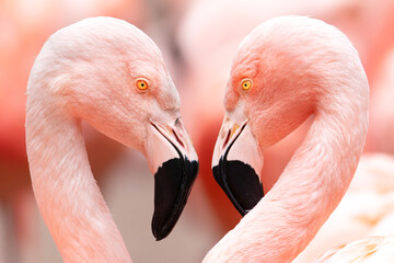 Chilean flamingo (Phoenicopterus chilensis), with beautiful pink coloured background. A beautiful pink water bird with yellow eyes in the morning. Wildlife scene from nature, Chile © Simon Vasut