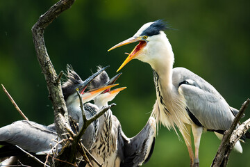 Grey heron (Ardea cinerea), with beautiful green coloured background. Colorful water bird with grey feather sitting on the nest near the river. Wildlife scene from nature, Czech Republic