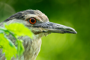Black-crowned night heron (Nycticorax nycticorax), with beautiful green coloured background. Colorful water bird with grey feather sitting near the river. Wildlife scene from nature, Czech Republic