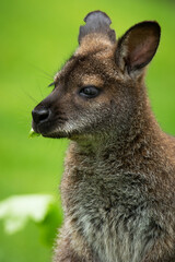 Naklejka premium Red-necked wallaby or Bennett's wallaby (Macropus rufogriseus), with beautiful green coloured background. Kangaroo, mammal with brown hair sitting on the ground. Wildlife scene from nature, Australia