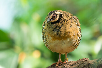 Sichuan partridge (Arborophila rufipectus), with beautiful green colored background. Colorful rare bird with yellow feather sitting on the stone in the forest. Wildlife scene from nature, China