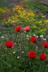 Obraz premium poppy flowers