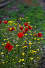 Fototapeta premium poppy flowers