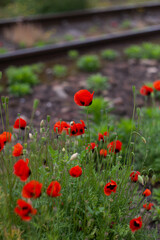 poppy flowers