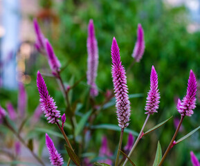 Fototapeta premium Celosia spicata plumosa (cockscomb) flowers and foliage in New Orleans, LA, USA