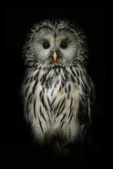 Ural owl (Strix uralensis), with a beautiful dark coloured background. A colourful bird of prey, owl with a yellow beak sitting in the dark. Wildlife scene from nature, Czechia