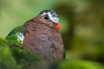 Common emerald dove (Chalcophaps indica), with beautiful green colored background. Colorful rare pigeon with green feather sitting on the stone in the forest. Wildlife scene from nature, India