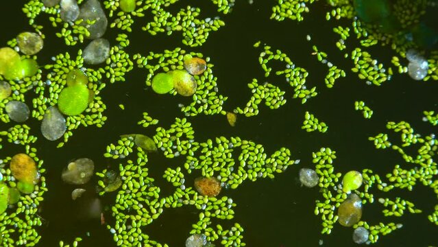 Spotless watermeal, rootless duckweed (Wolffia arrhiza) and duckweed (Lemna turionifera) in a stagnant freshwater pond