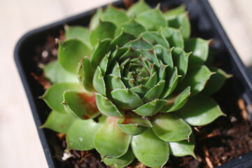 Rojnik Achalm sempervivum