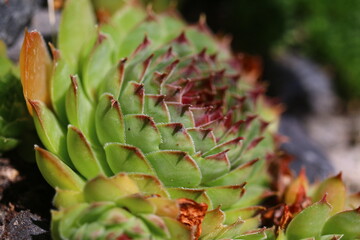 Fototapeta premium Rojnik Achalm sempervivum