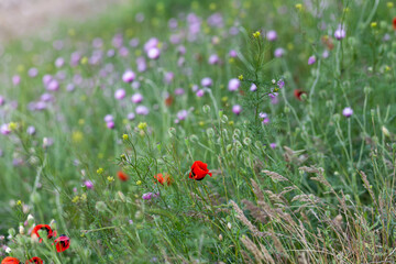 poppy flowers