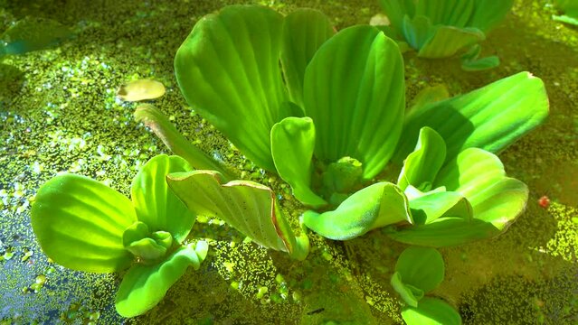 Pistia stratiotes swims among aquatic plants rootless duckweed (Wolffia arrhiza) and duckweed (Lemna turionifera), pond